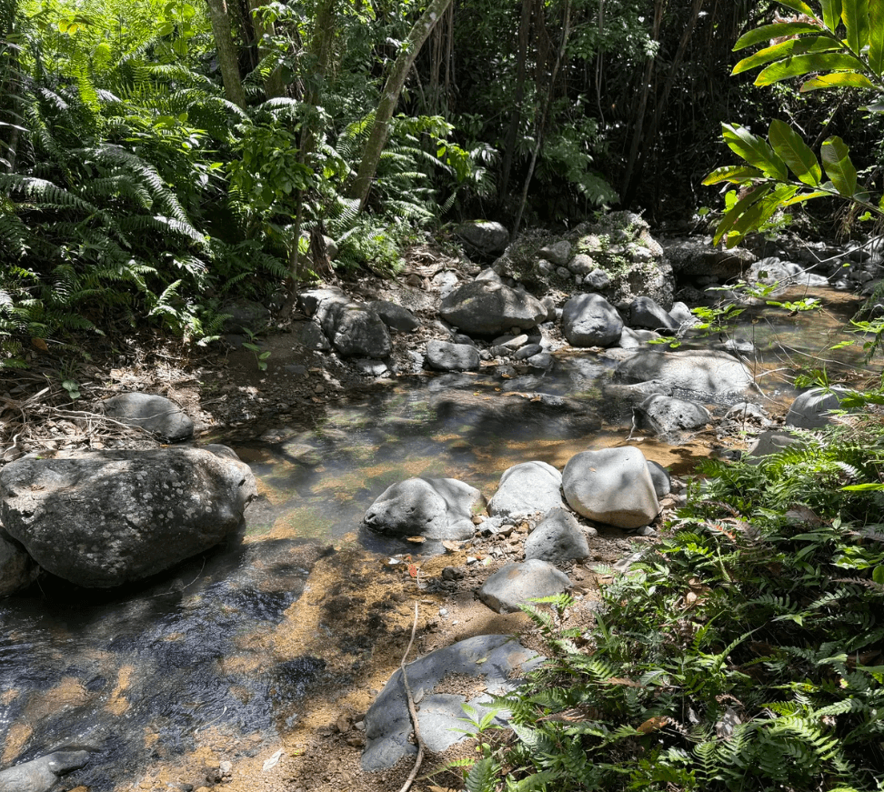 Off-Road en Bosque y Quebrada Sonadora, Naguabo