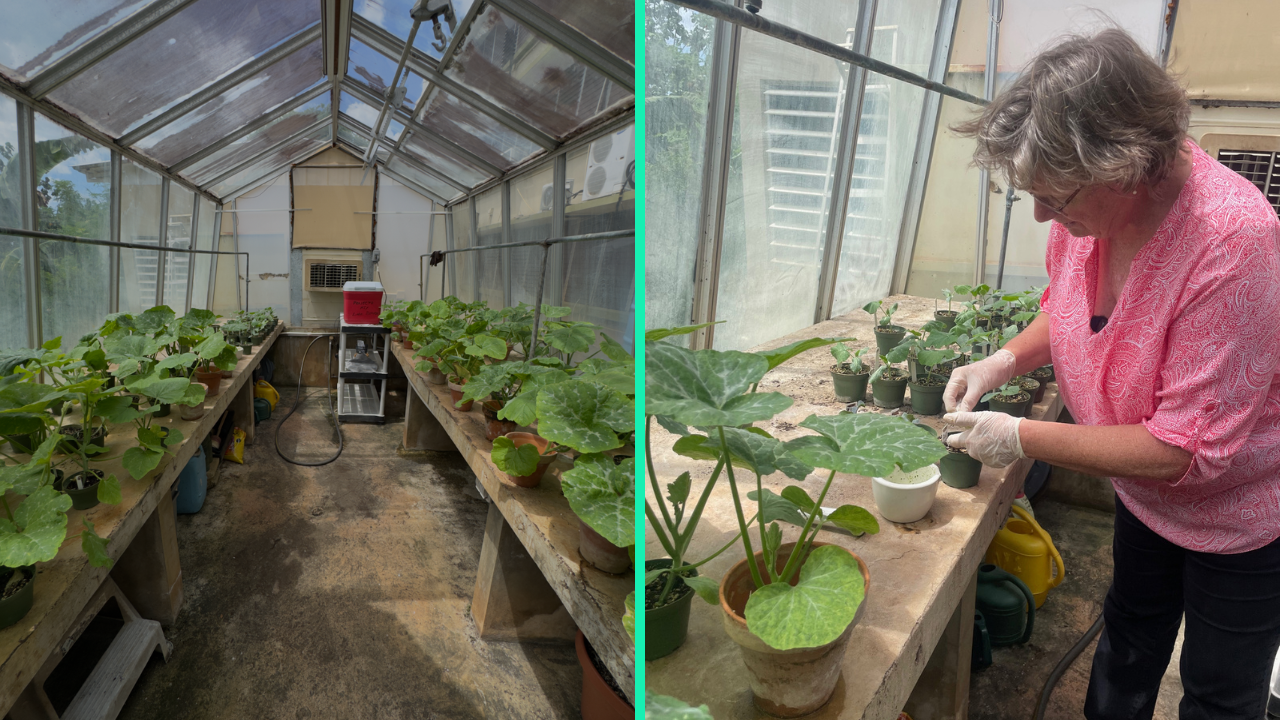 Linda Beaver en UPR-RUM